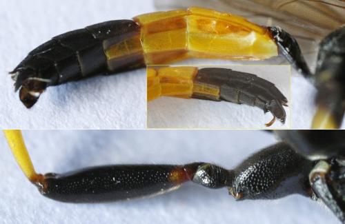 Ichneumon extensorius